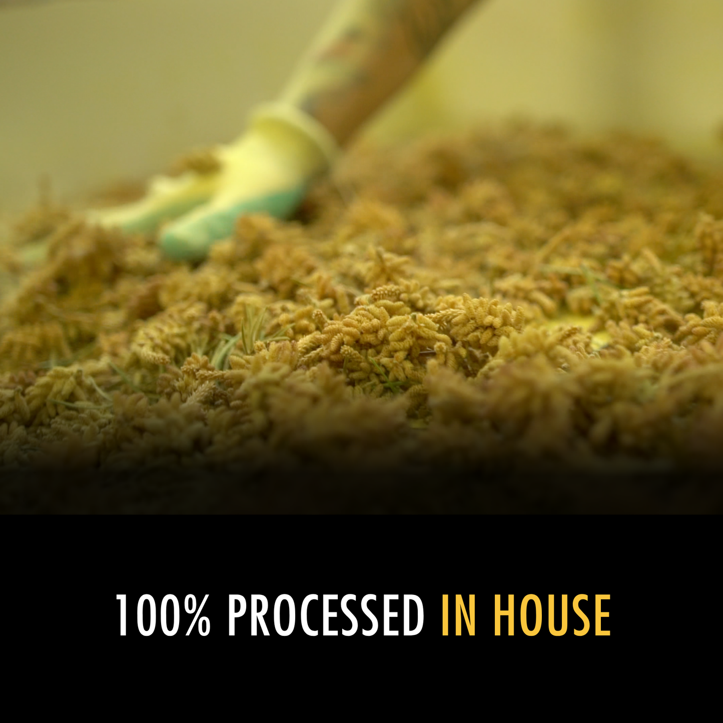 Pine Pollen Extract