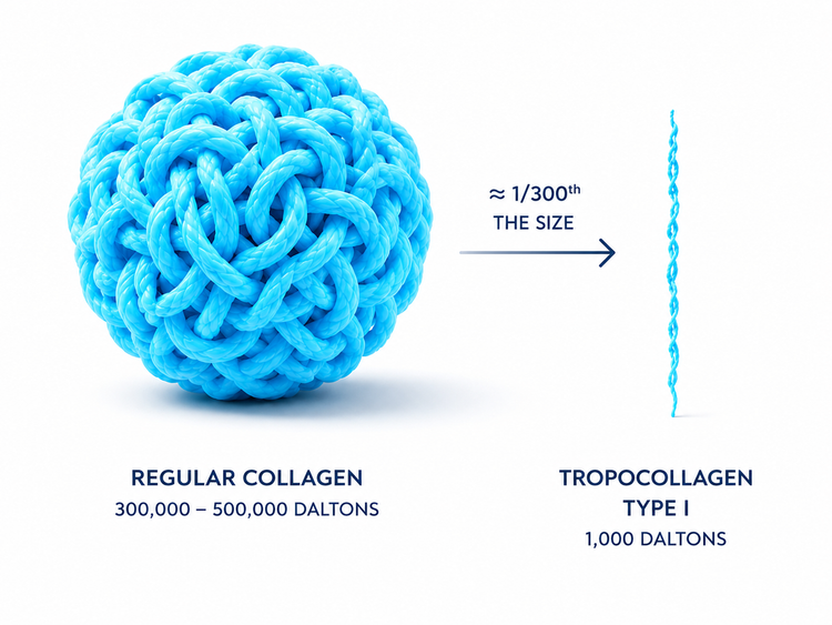 Regular collagen compared with Type I Tropocollagen